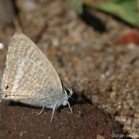 Lampides boeticus Linnaeus, 1767